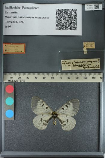 Media type: image;   Entomology 180152